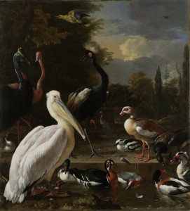 pélicans et oiseaux )