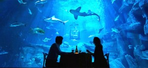 Diner avec les requins